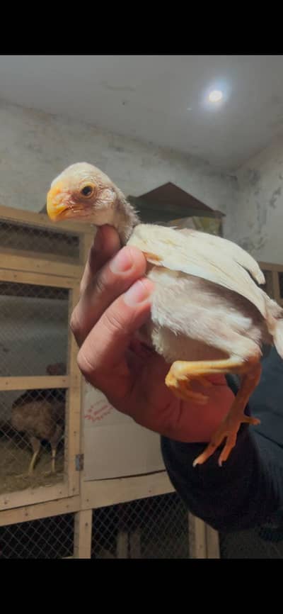 Indeon parrot beak long tail