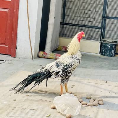 Indeon parrot beak long tail