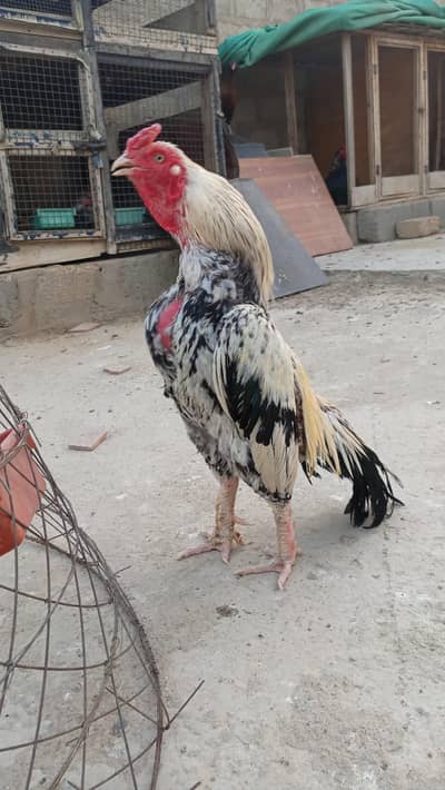 Amroha ASEEL/Mrthi aseel/Merathi aseel/Lasani aseel