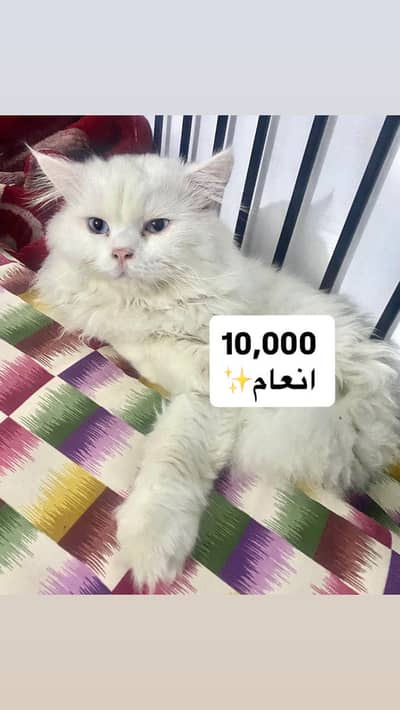 Deaf Missing cat near Bahtr mor wah cantt