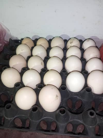 Fresh Heera aseel eggs O3OO-4833-892