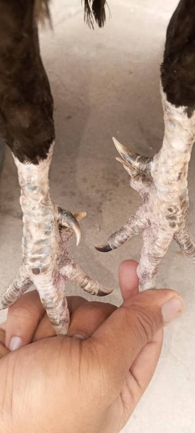 Mushka Lasani Aseel Murga Patha Mianwali Breed 03286919456