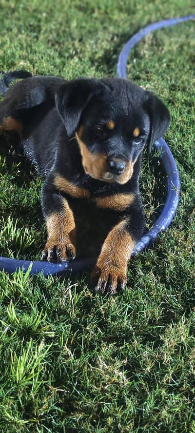 Rottweiler female puppy