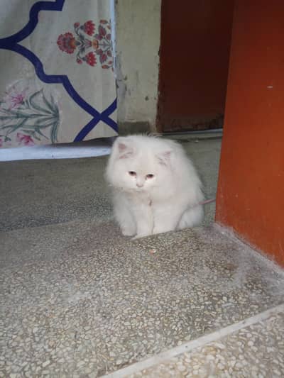 PERSIAN CAT KITTEN MALE FOR SALE