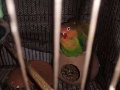 2 pairs of breader  lovebirds with cage