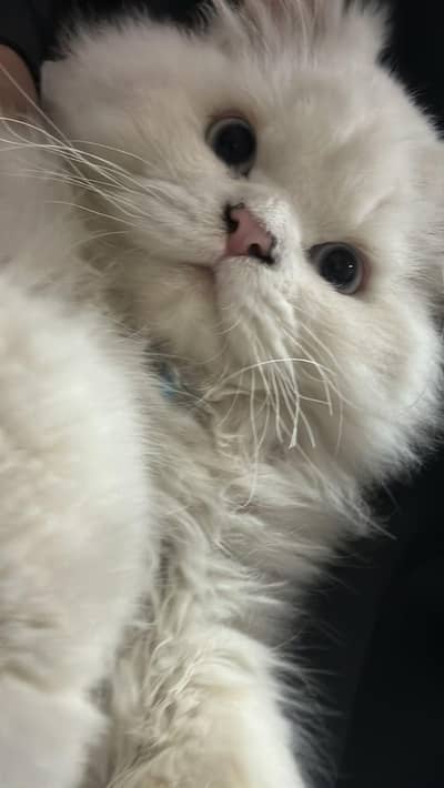 very playful male cat for sale 9 months old