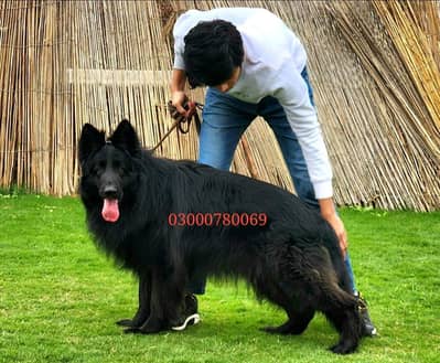 long coat black german