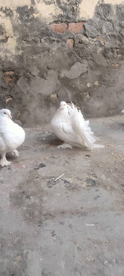 Fantail Breeder Pair