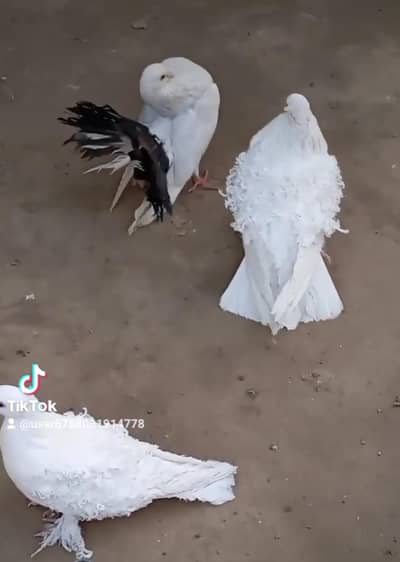 white frill gurantted breeder pair