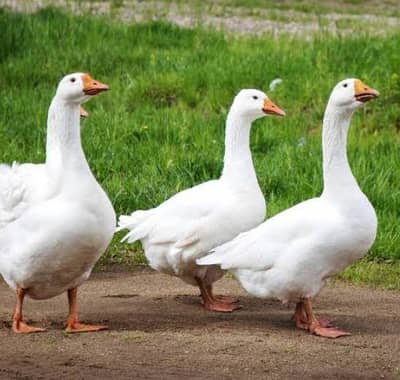 Long neck ducks, big ducks, goose, geese, hansraj, hans Raj.