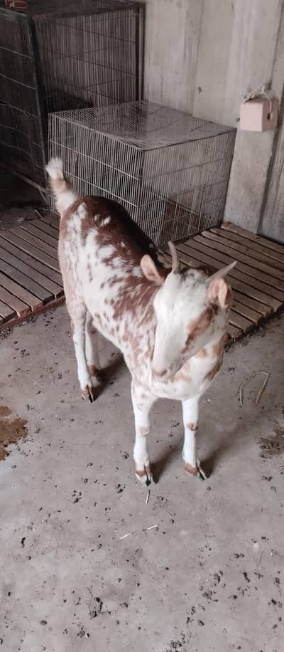 teddy barbari kheeri