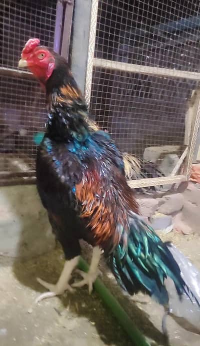 Pakistani aseel old blood line