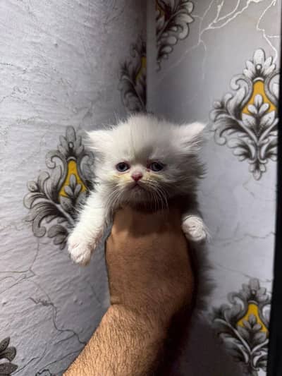 Pure persian piki bloodline extreme punch face tripple coat kittens