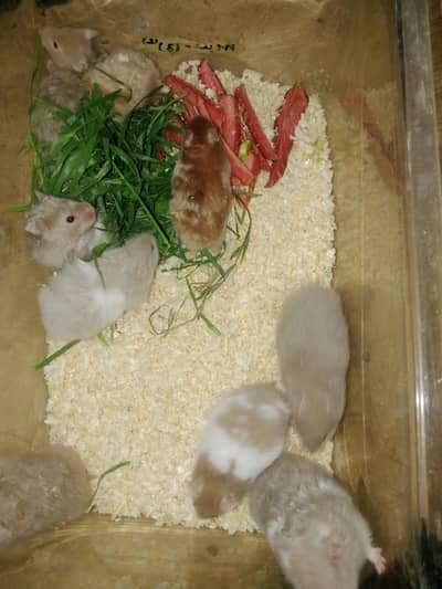 Syrian hamsters