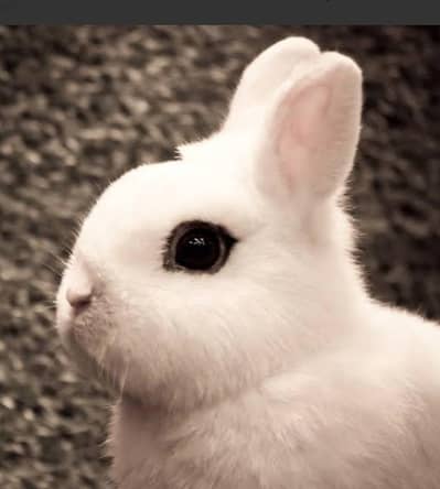 Hottot Rabbit Female for sale