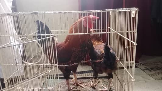 Aseel hen's both male of female urgent sale