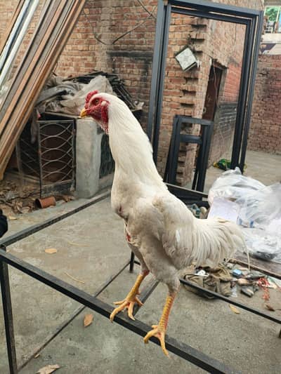 White Shampoo healthy and active