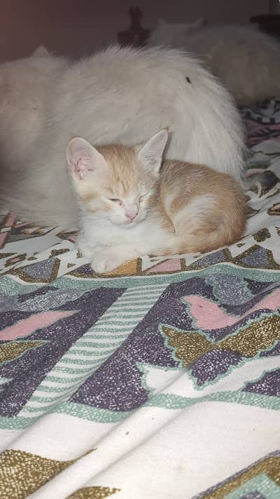 Persian kitten for sale