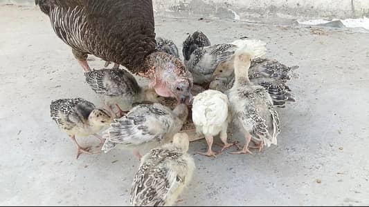 turkey bird chicks for sale