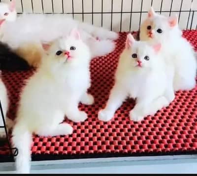 Persian cat for sale my WhatsApp number  0324-12-95-120