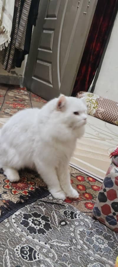 CAT FULL MATURE NO BITE SEEN . . . GHAR KA RAKHA HUWA HY