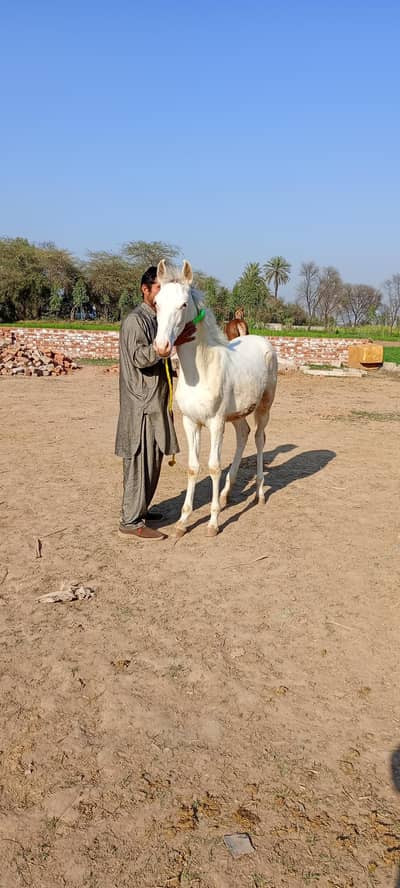 Nukri wacheri For Sale