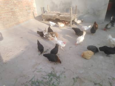 Dasi murgia available