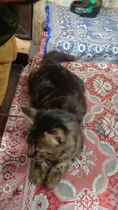 black colour Persian cat for sale one year age