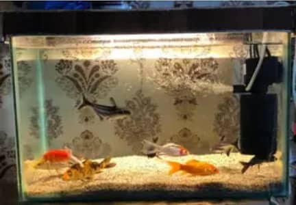 Jo Bhai Khali Fishes Lana Chata hato Fishes be Miljay Gi Ok ?