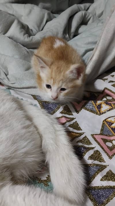 Beautiful Persian kitten for sale