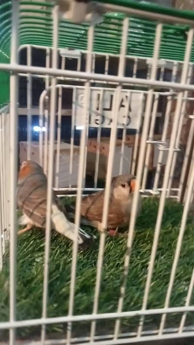 zabra finches black barsted