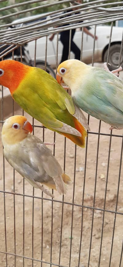 parblue opaline pelfellow visual