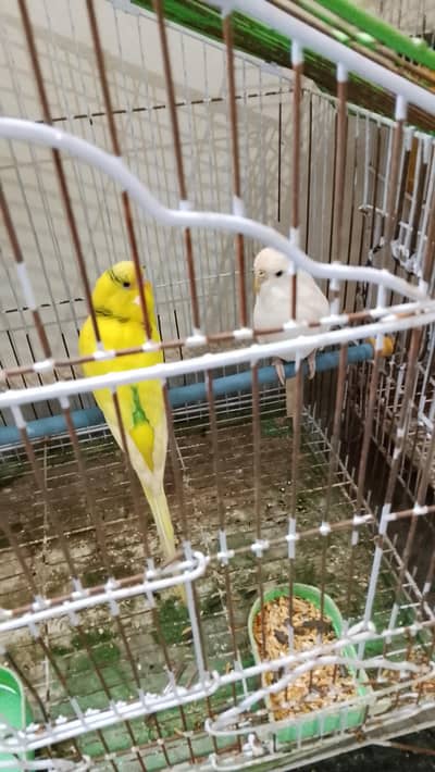 budges breeder pair. negotiable