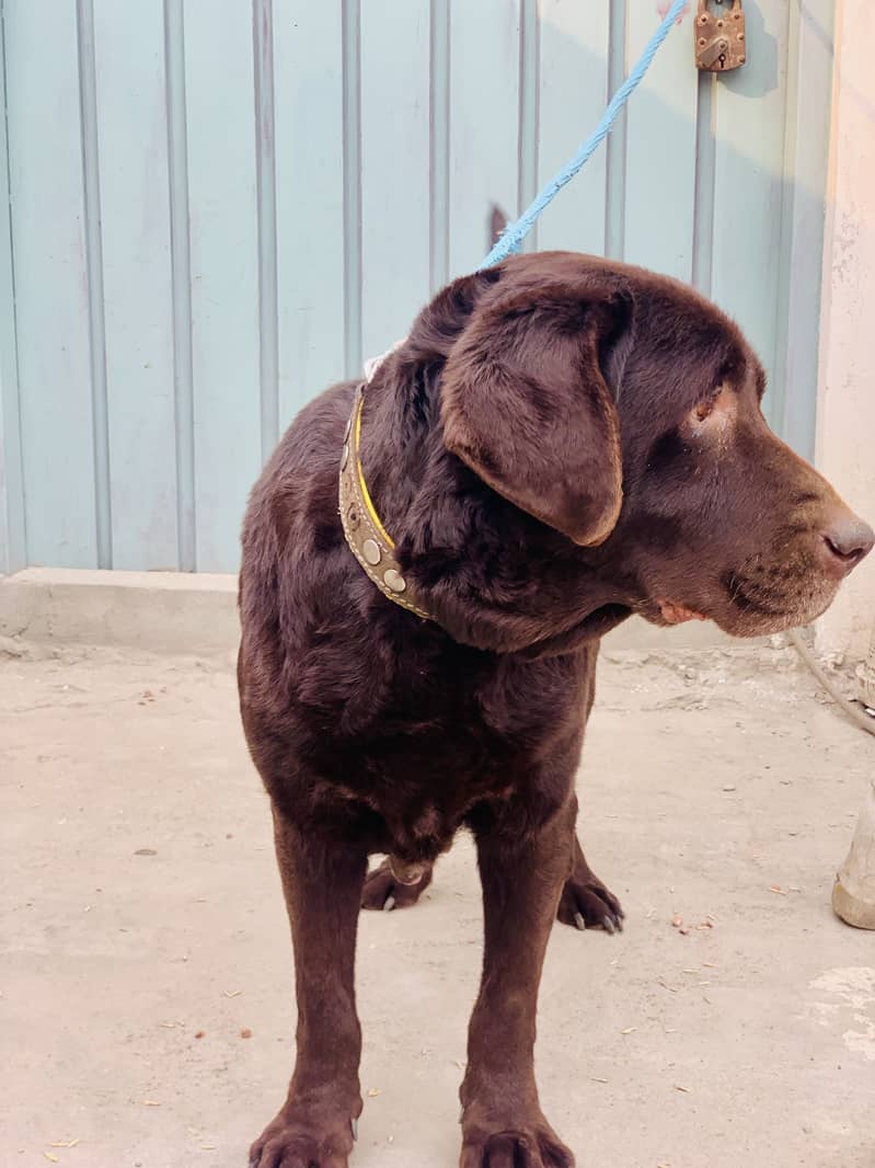 Labra dog 0