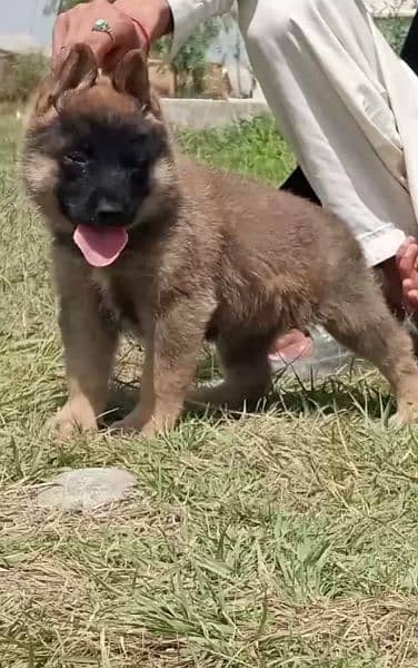 bilinos Belgium bigyari Mail 2 mahnt for sale active and healthy