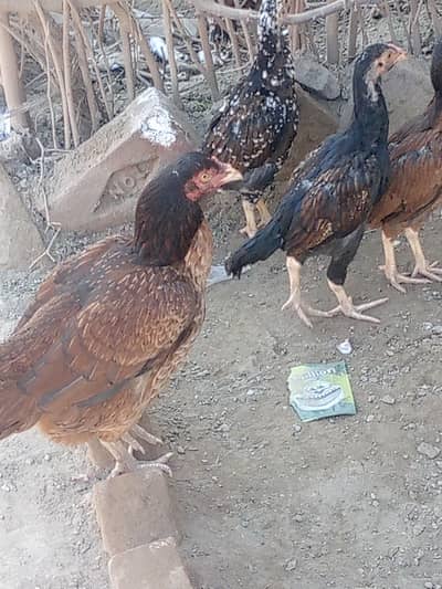 píoúr bengúm pàthe