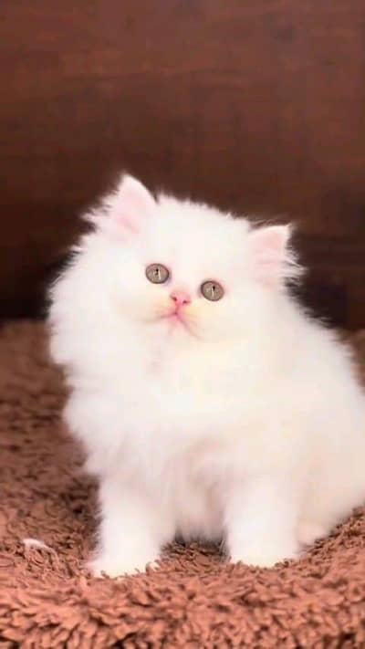 Persian cat for sale male female my WhatsApp number0340=14=20=834