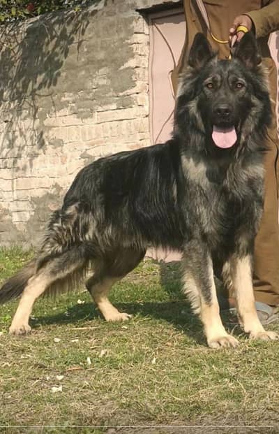 bilgeim shephard  dog