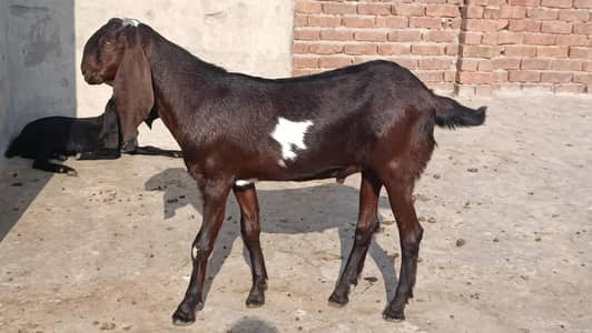 nagra daba beetal male bkra / goat / bakra