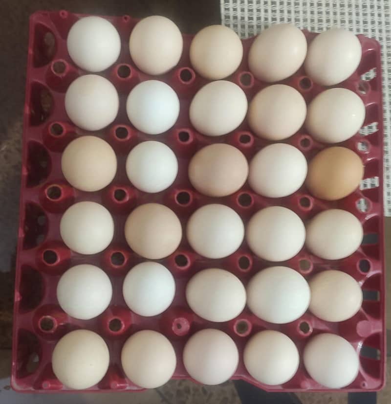 desi egg. .  دیسی انڈے 1