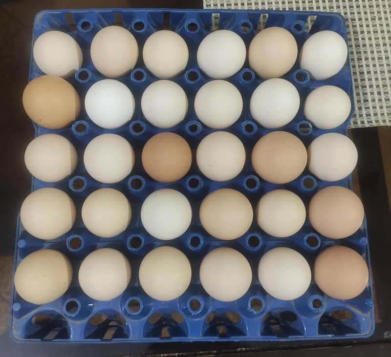 desi egg. .  دیسی انڈے 2