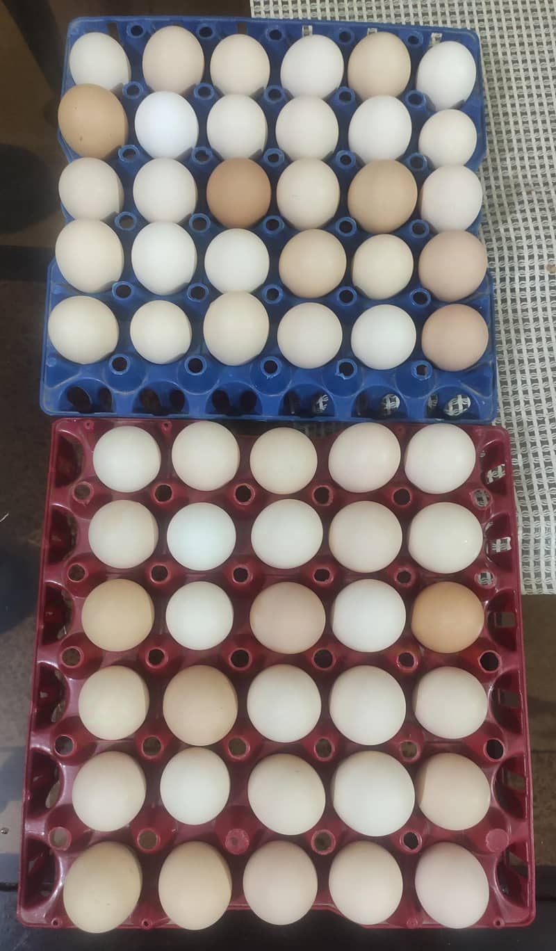 desi egg. .  دیسی انڈے 4