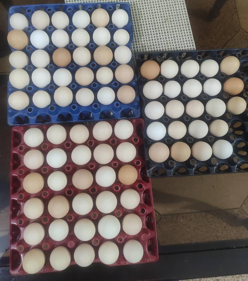 desi egg. .  دیسی انڈے 5