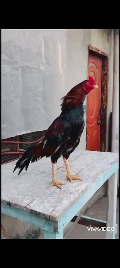 quality aseel for sale