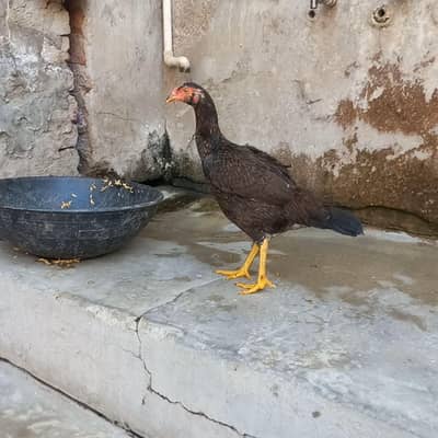 Aseel male and female 03143571773