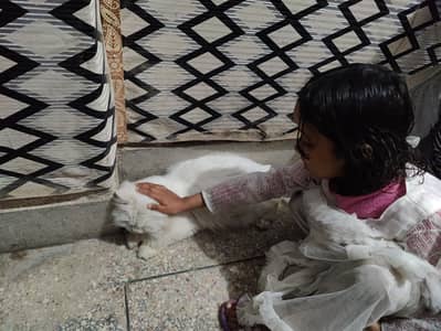 Percian Doll Face white Cat