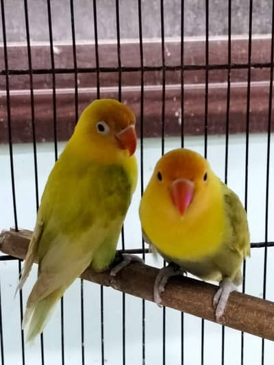 lovebirds for sale