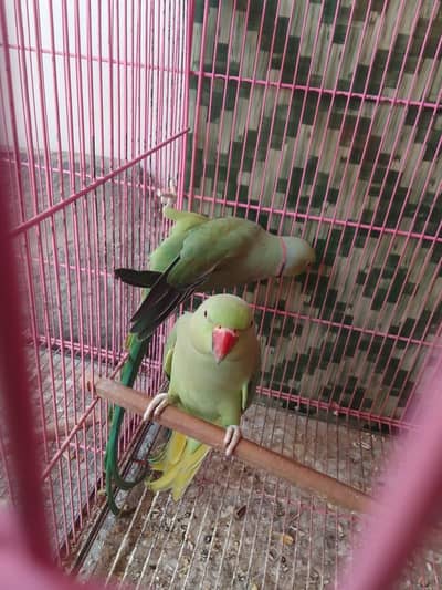 Green parrots pairs