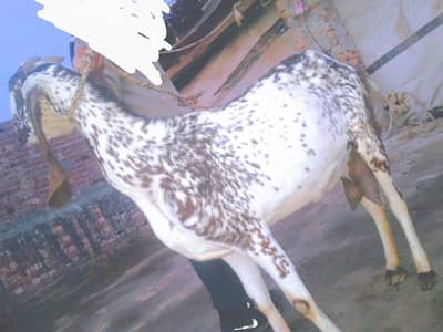 مکھی چینی بکری