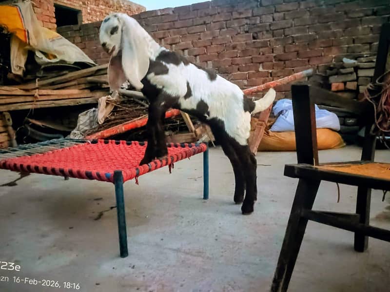 مکھی چینی بکری 2